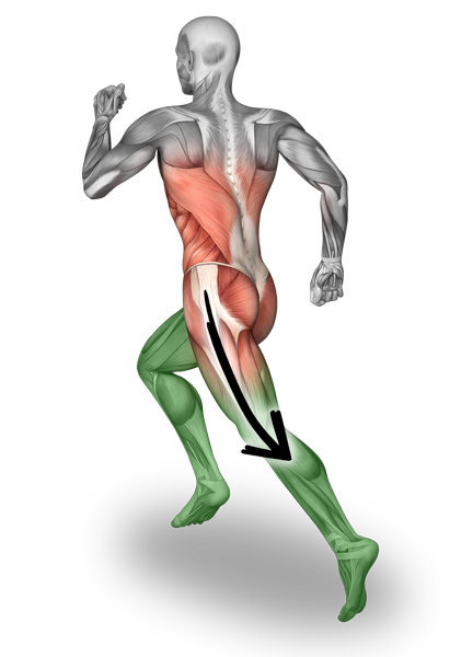 Anatomische Darstellung männlicher Laufbewegung mit farblich markierter Muskulatur