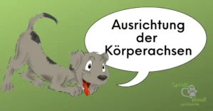 Hund in verschiedenen Körperpositionen zur Demonstration der Körperachsen-Ausrichtung