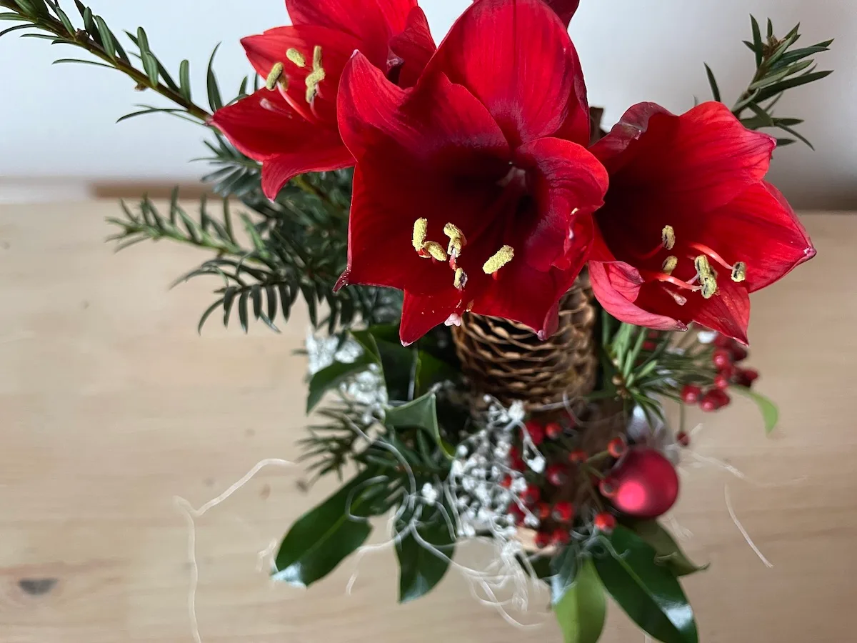 Rote Amaryllis mit Nadeln und Weihnachtskugeln in geflochtener Vase auf Holz