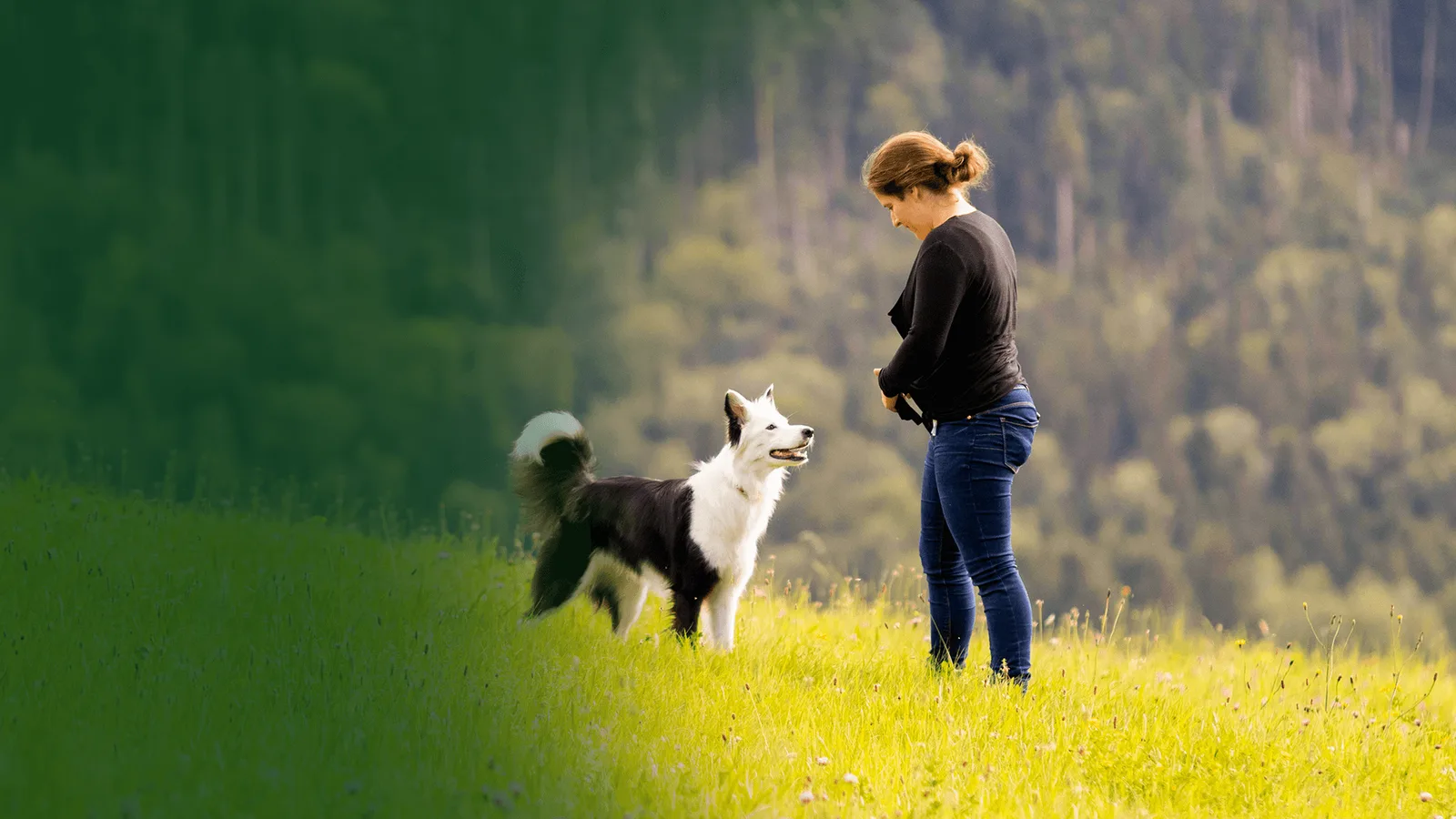 Läuft auch ohne Schnürchen – Videokurs zu Rückruf beim Hund 2 Läuft auch ohne Schnürchen: Frau mit weiß-schwarzem Hund auf grüner Wiese mit Waldkulisse, lockere Leinenführung
