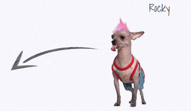 Chihuahua Rocky mit pink Irokesee und rotem Halsband, grauer Pfeil nach links