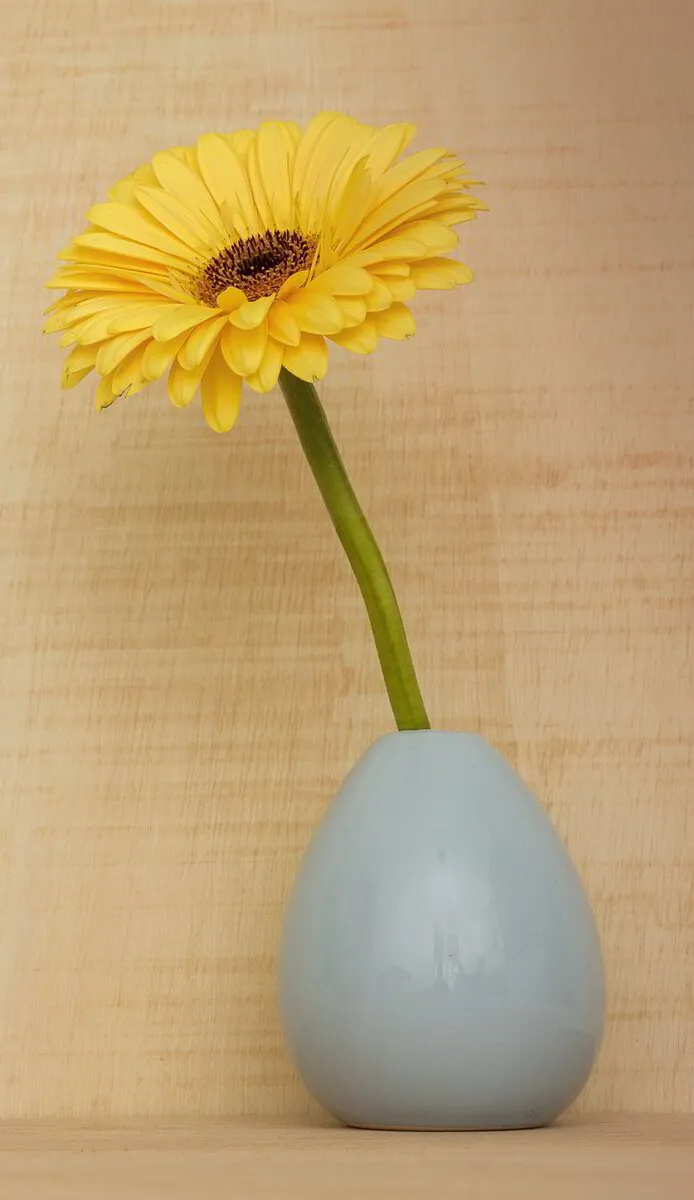 Gelbe Gerbera in weißer Vase, Symbol für Berufung und Leidenschaft