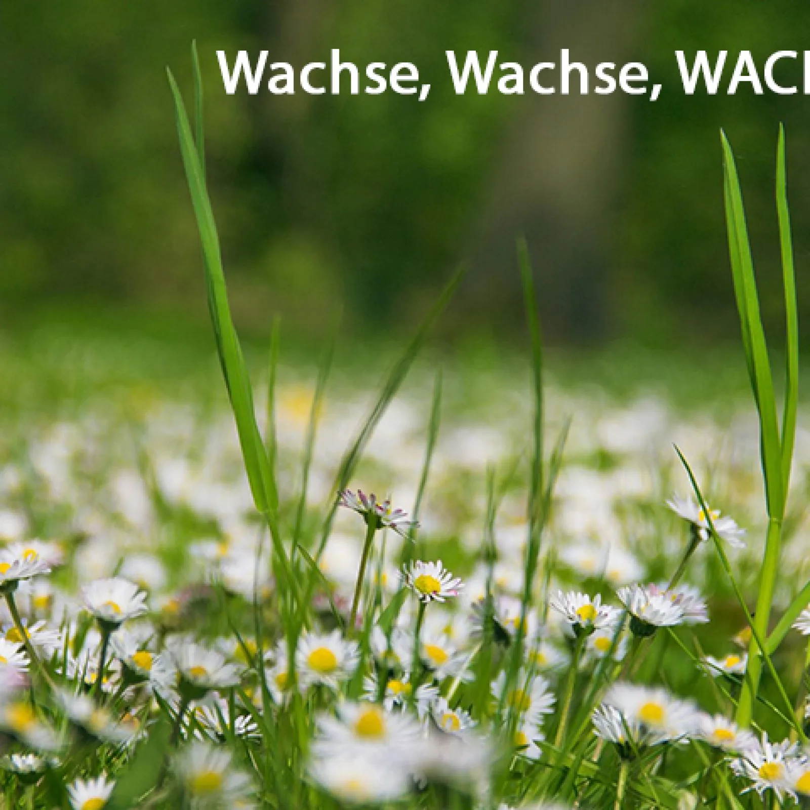 Wiese mit Gänseblümchen und Gras, Text Wachse Wachse WACH