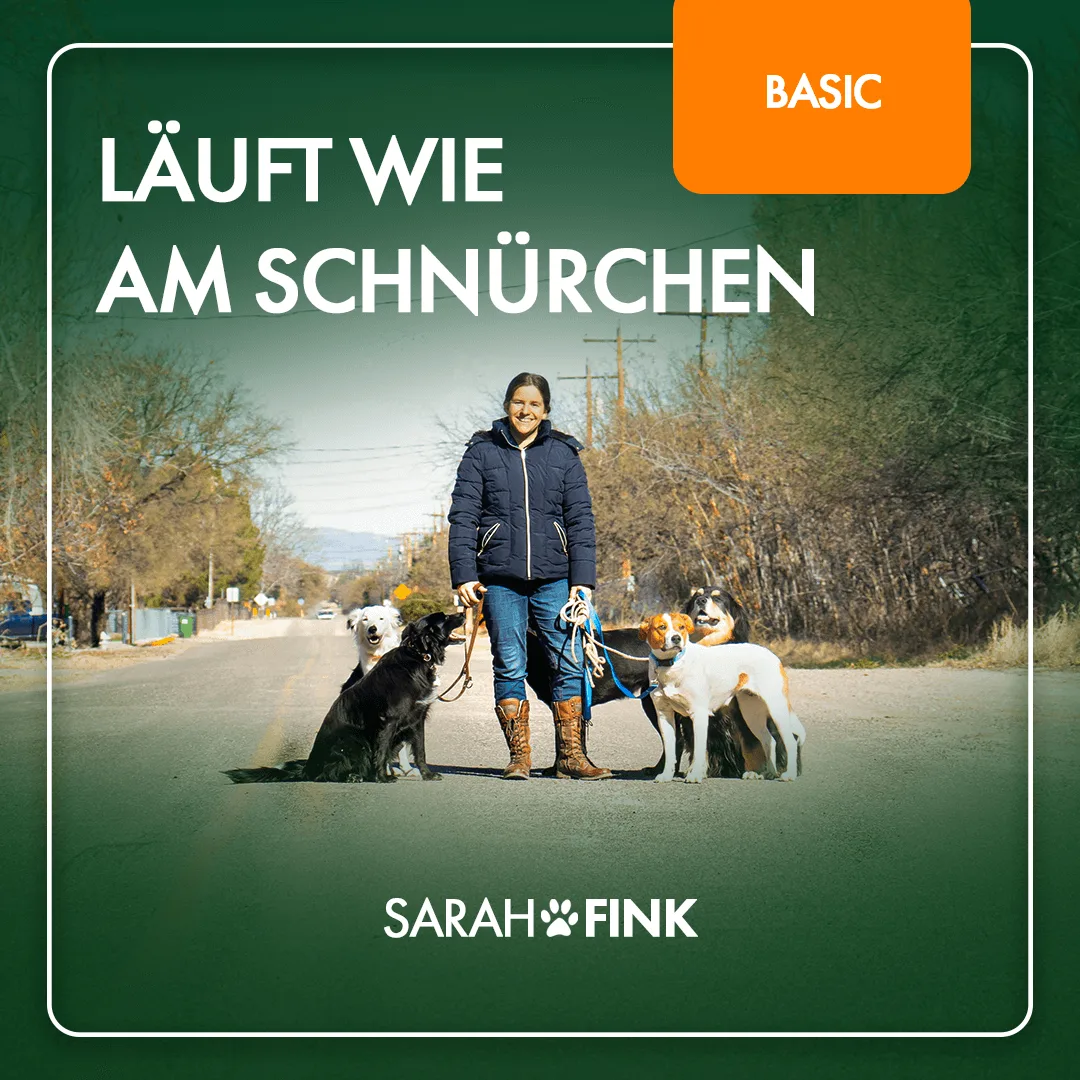 Kursmodul Läuft wie am schnürchen für Leash Training