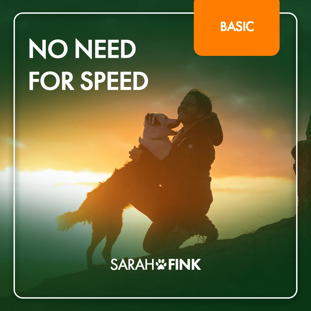 Kursmodul No need for speed für Leash Training