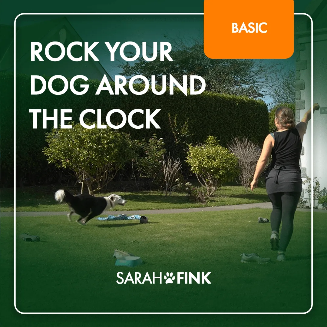 Kursmodul Rock your dog around the clock für Leash Training