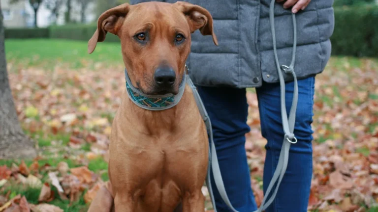 Leinenführigkeit – Hundetraining-Videokurs von Désirée Scheller