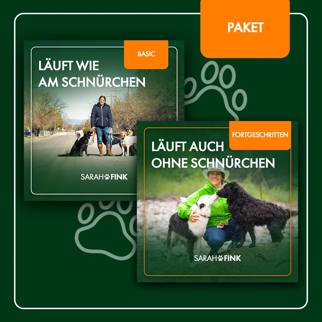 Paket: Leinenführigkeit & Rückruf