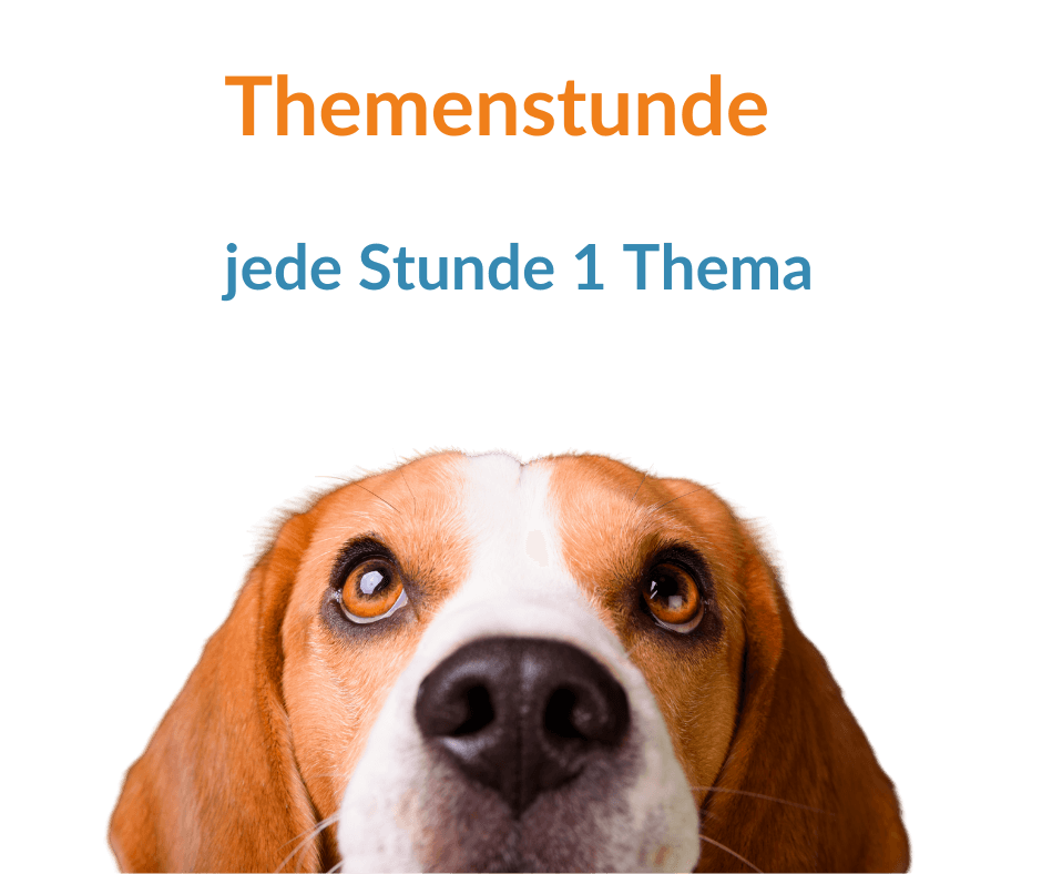 Beagle-Kopf von vorne mit großen braunen Augen und Text zu Themenstunden mit je einem Thema pro Stunde