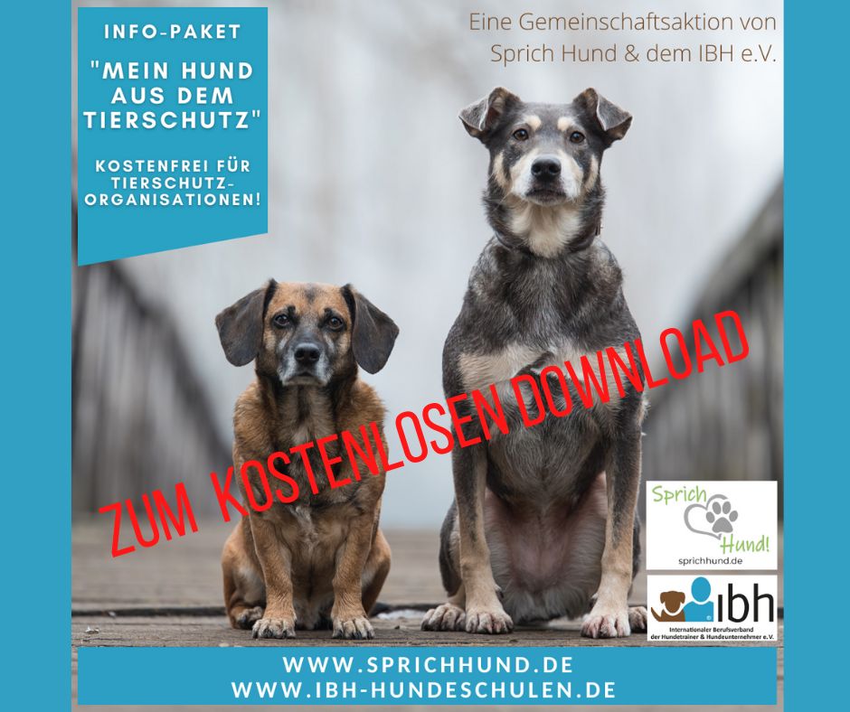 Hundetraining Kursinhalt mit Hunden verschiedener Rassen