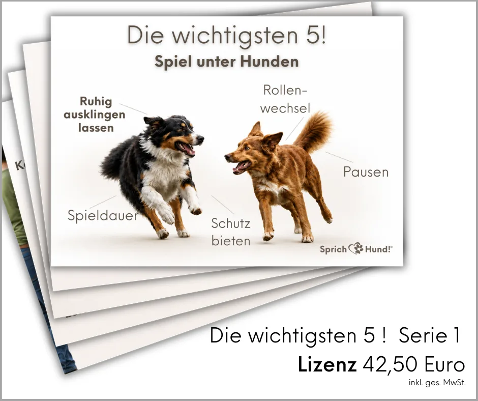 Mockup Postkarte mit zwei Hunden und fünf Spielregeln für Hunde
