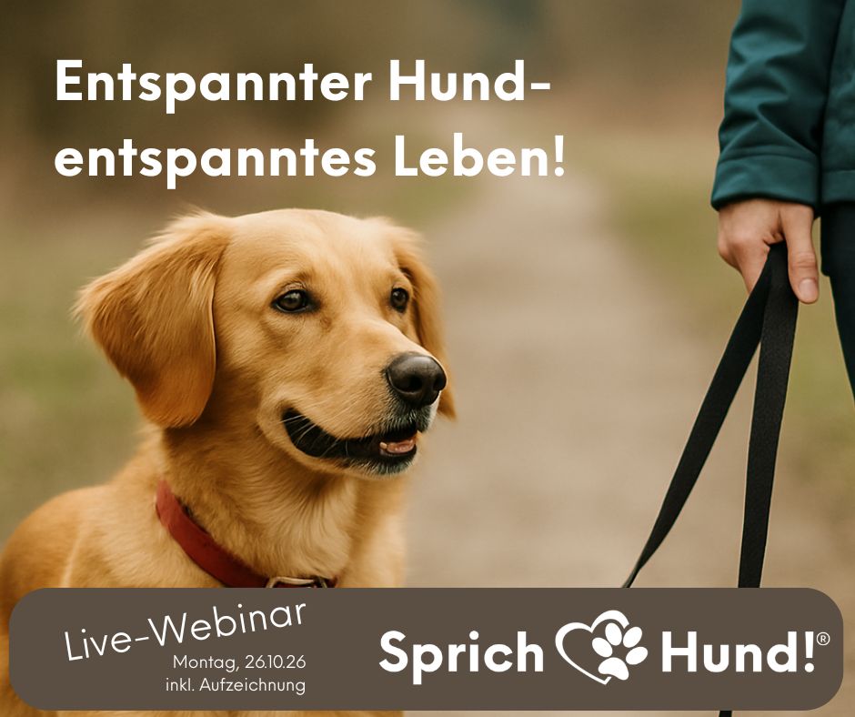 Golden Retriever mit schwarzer Leine an der Seite einer Person, Überschrift zu entspanntem Hundetraining