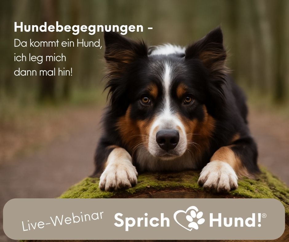 Schwarz-weißer Border Collie schaut frontal in Kamera, Thema Hundebegegnungen