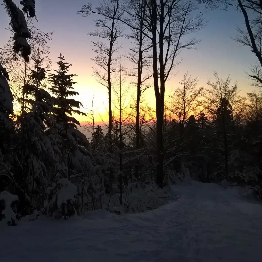 Magische Rauhnächte – Yoga- und Meditationskurs von Yoga mit Martina 3 Wintersonnenwendeaufnahme mit schneebedecktem Wald bei Sonnenaufgang in Goldtönen