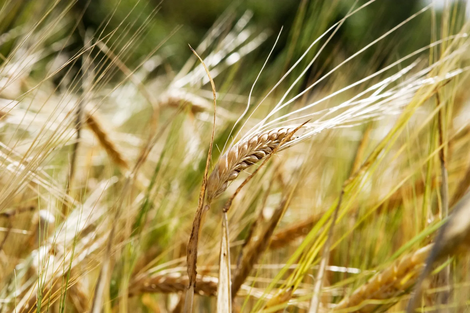 Nahaufnahme reifer Getreideähren in goldbrauner Farbe auf unscharfem grünem Feldgrund