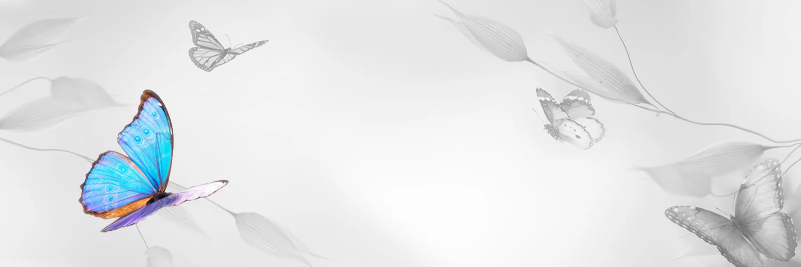 Banner mit buntem Schmetterling und grauen Schmetterlingen auf weißem Hintergrund