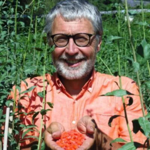 älterer Mann mit Brille und grauem Haar im orangefarbenen Hemd hält rote Tomaten im Gemüsegarten