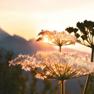 Wildblüten bei Sonnenaufgang in goldenes Licht getaucht