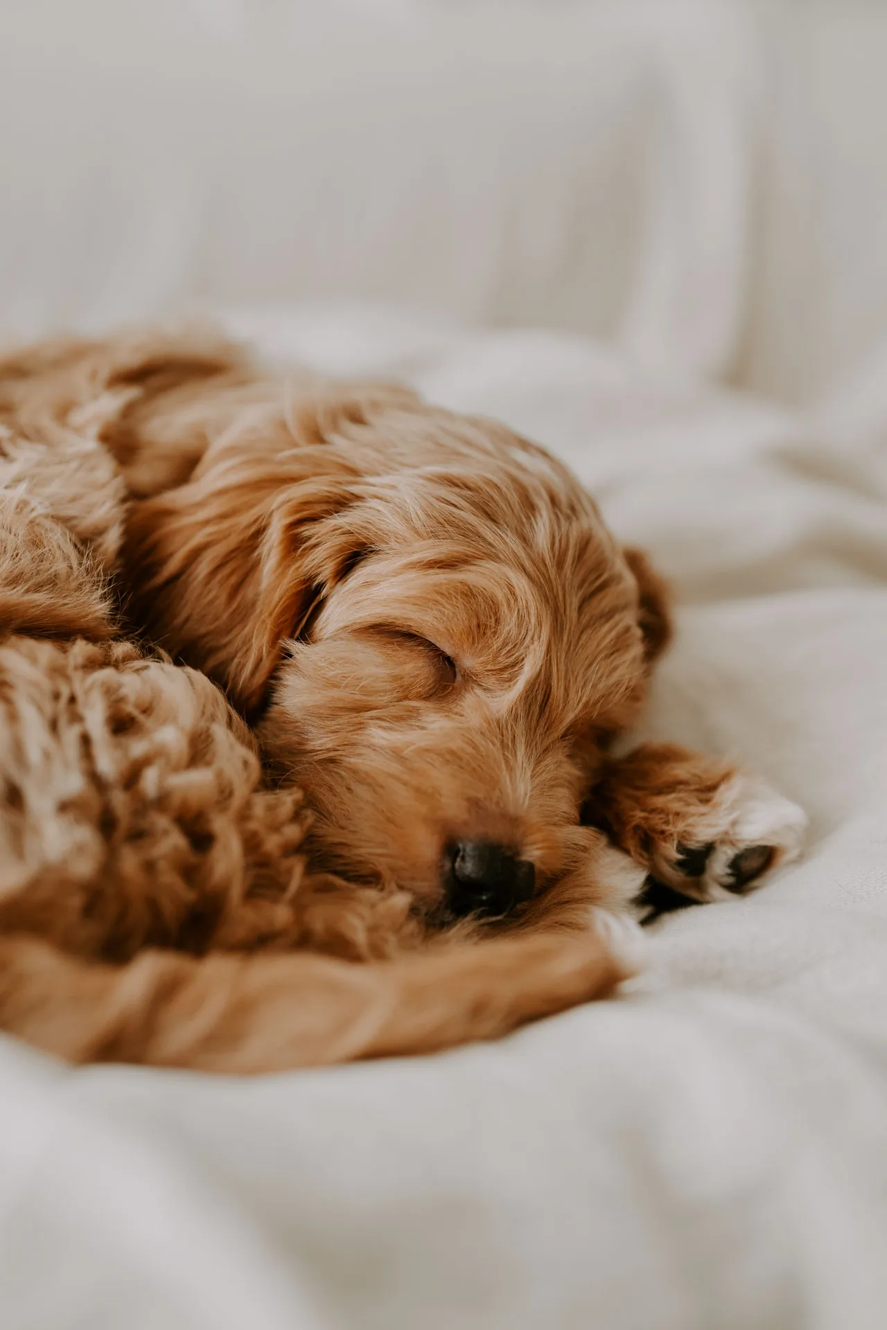 Brauner lockiger Hund schläft auf weißem Bett, Nahaufnahme Kopf