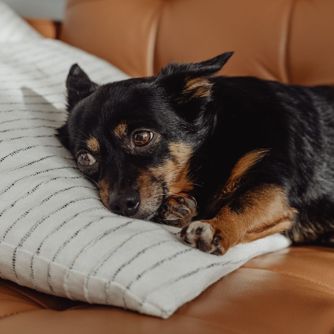 Schwarz-brauner Chihuahua liegt erschöpft auf Sofa, frustrierter Blick
