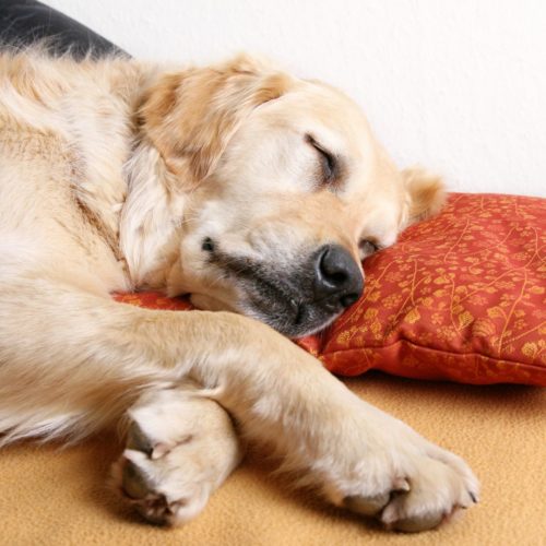 Hellbrauner Golden Retriever schläft zufrieden auf rotem Kissen