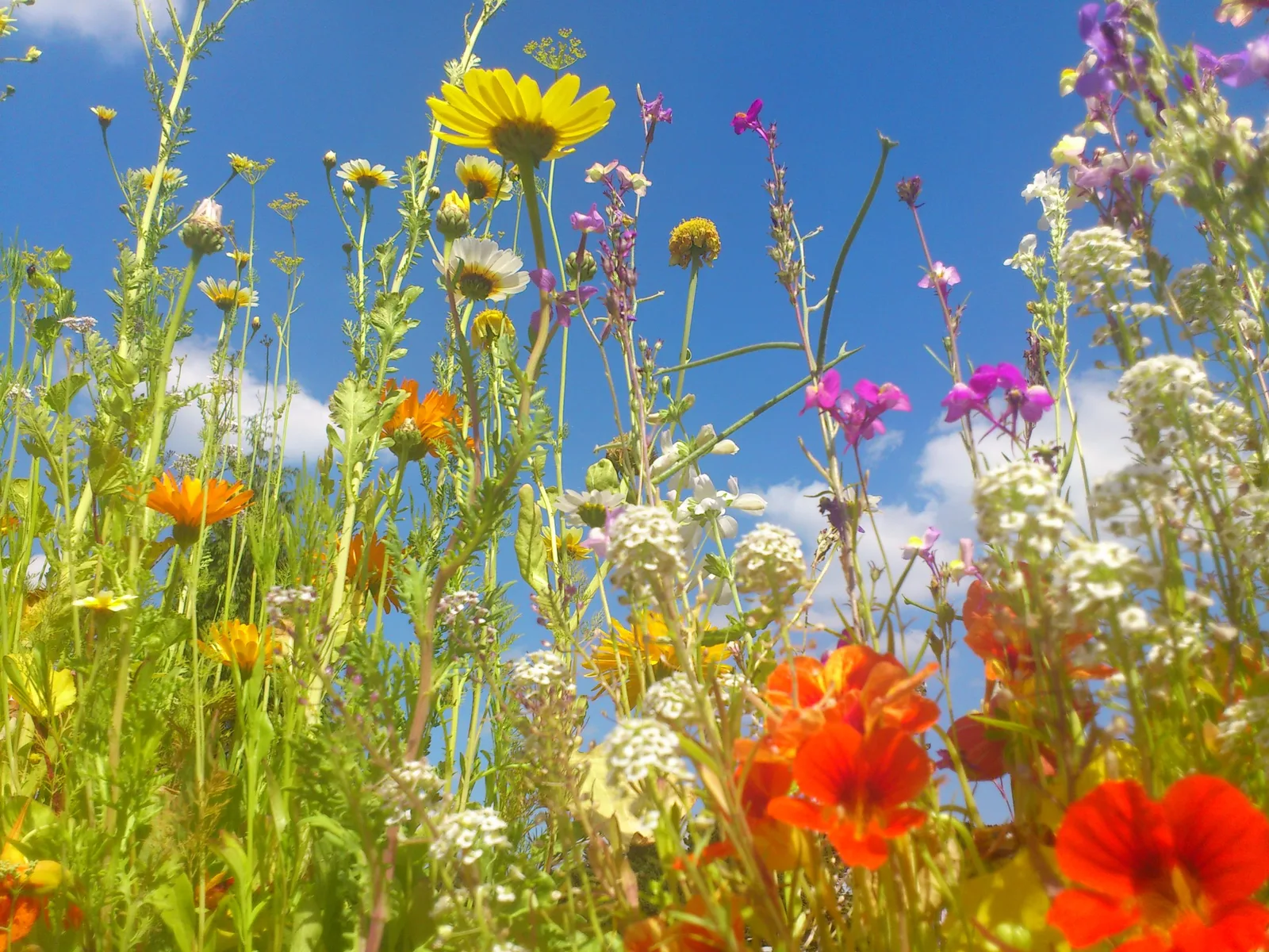 Wildblumenwiese mit gelben, roten, weißen und violetten Blüten gegen blauen Himmel