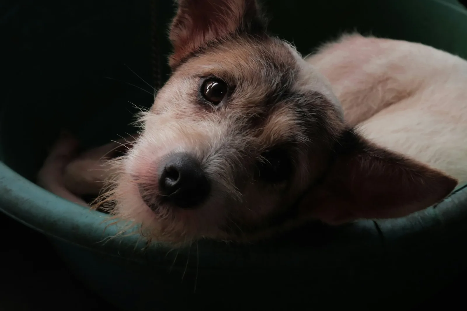 Porträt eines weißen Hundes mit schwarzem Hintergrund, konzentrierter Blick