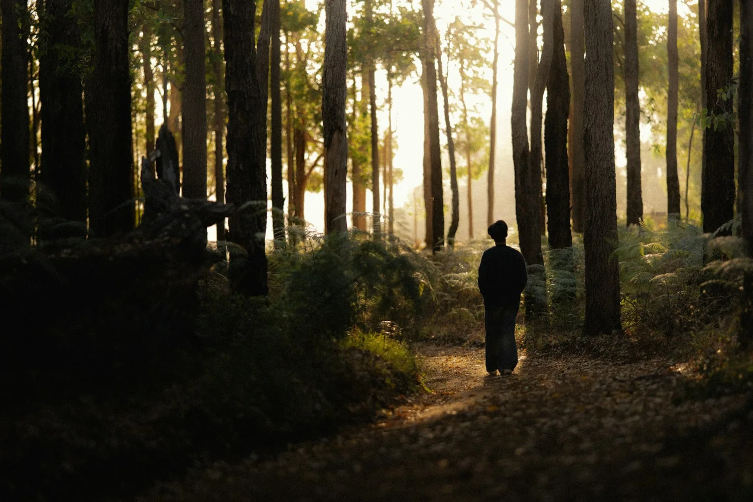 Person von hinten auf sonnigem Waldweg zwischen hohen Bäumen mit Gegenlicht