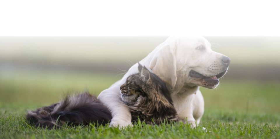 Weißer Labrador und grau-braune Katze gemeinsam auf grüner Wiese liegend