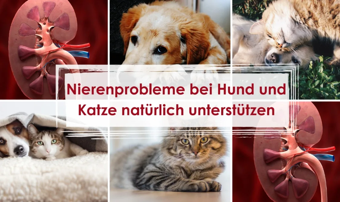 Infografik Nierenprobleme bei Hund und Katze natürlich unterstützen mit Nieren-Anatomie und Haustieren