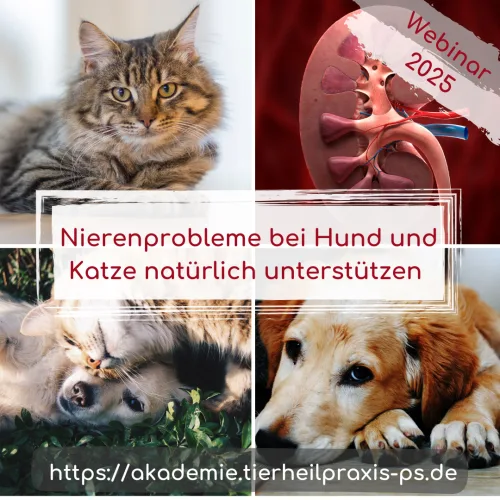 Kurscover Nierenprobleme bei Hund und Katze natürlich unterstützen mit Nieren-Grafik und Haustierfotos