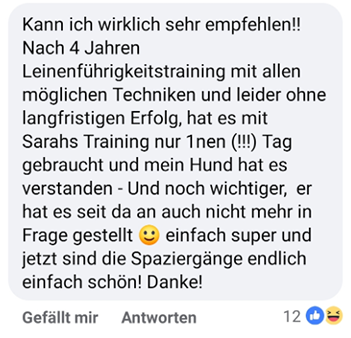 On the road again – Videokurs Autoangst beim Hund von Sarah Fink 4 Kundenbewertung vier Jahre Leinenführigkeitstraining