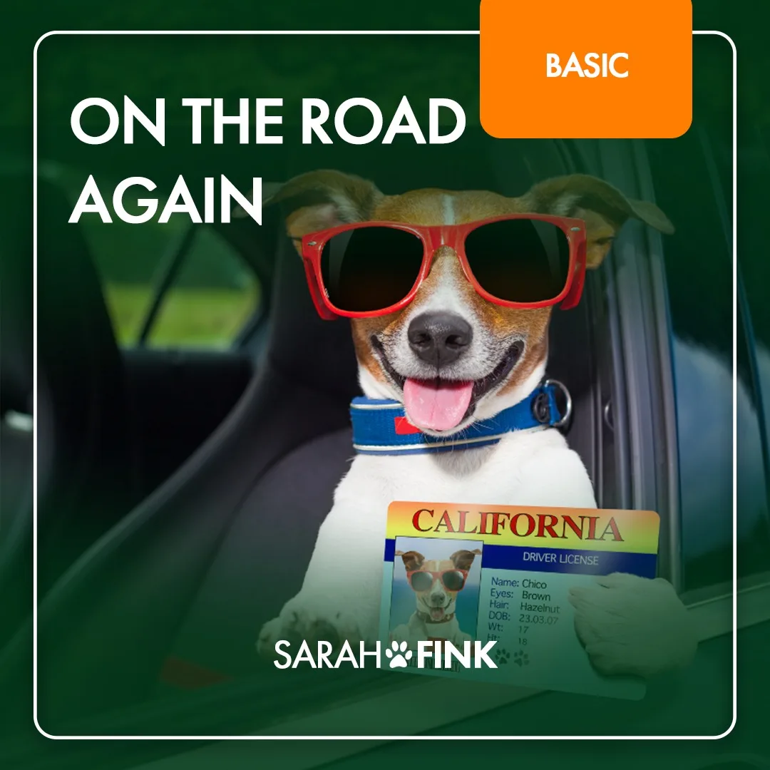 On the road again – Videokurs Autoangst beim Hund von Sarah Fink 1 On the road again