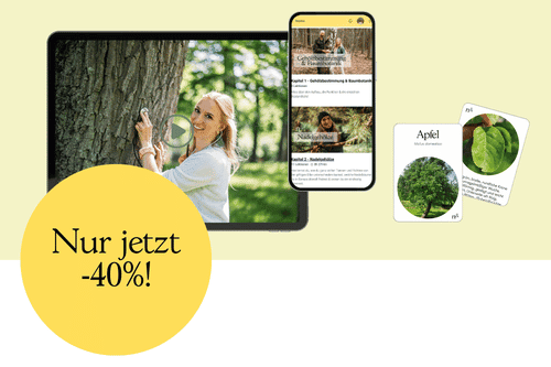 Online Heilpflanzen Akademie – Videokurs zur Wildkräuterkunde 9 Tablet und Handy mit Inhalten des Online Baumkurses; inkl. Memorykarten & Aktionspreis um -40%