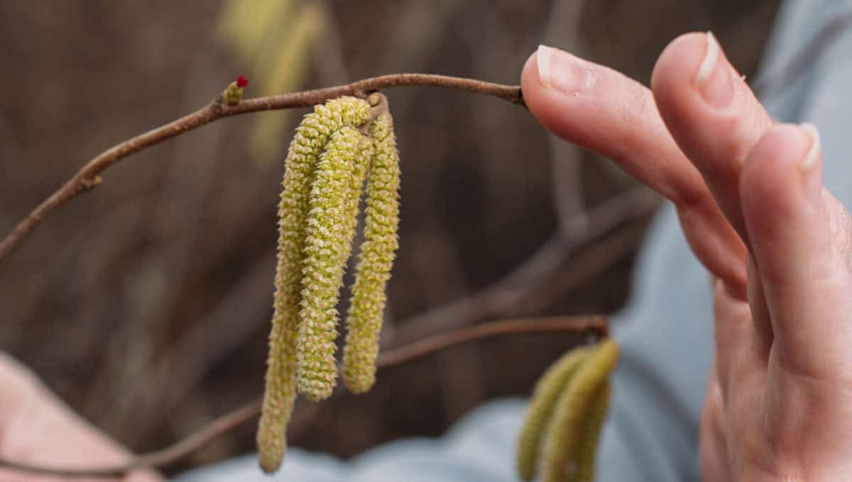 Online Heilpflanzen Akademie – Videokurs zur Wildkräuterkunde 4 Haselblüte Kätzchen an Zweig in Hand, Vorfrühling Phänologie