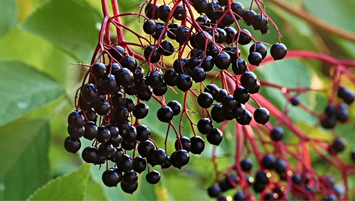 Online Heilpflanzen Akademie – Videokurs zur Wildkräuterkunde 17 Holunderbeeren Strauch