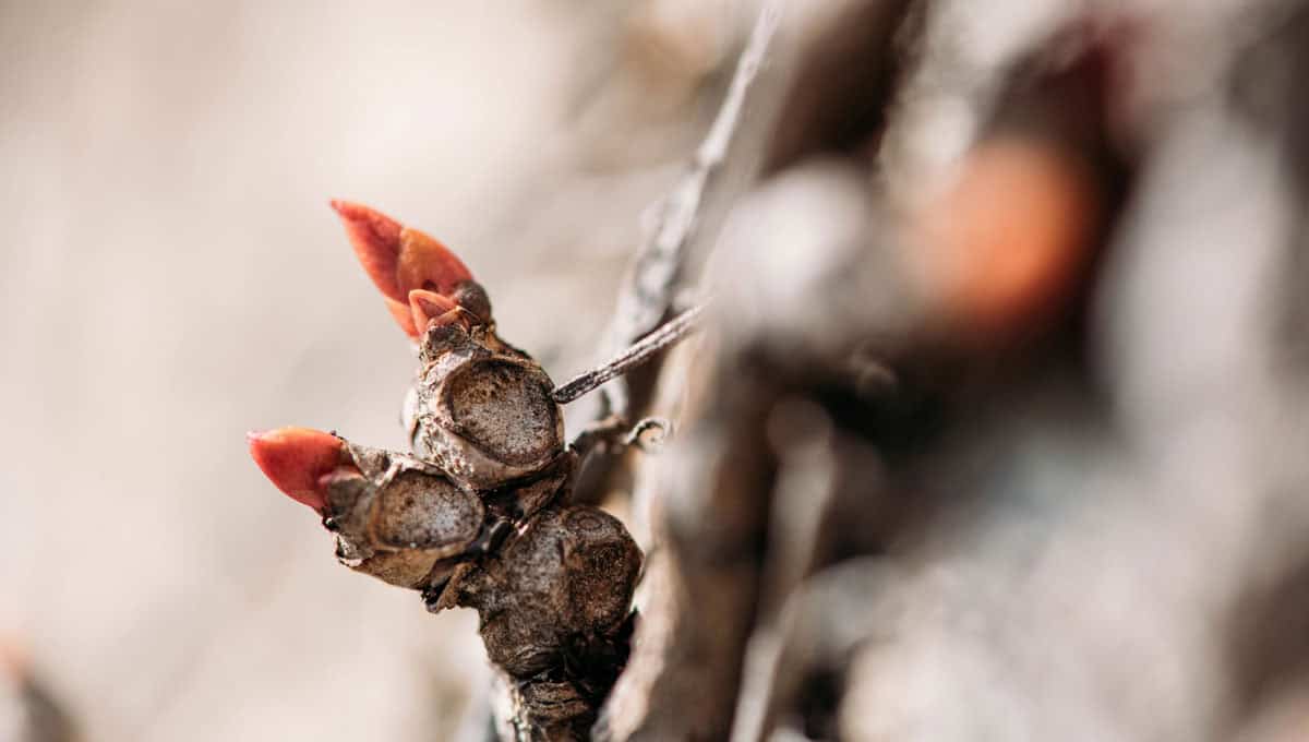 Online Heilpflanzen Akademie – Videokurs zur Wildkräuterkunde 18 Die Knospen eines Baumes werden in der Gemmotherapie genutzt