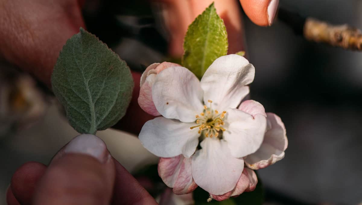 Online Heilpflanzen Akademie – Videokurs zur Wildkräuterkunde 8 Apfelblüte weiß-rosa mit Blütenkelch und grünem Blatt in Hand