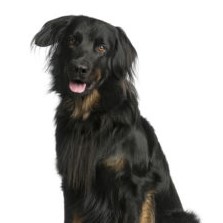 Schwarzer langhaariger Hund auf grünem Hintergrund sitzend
