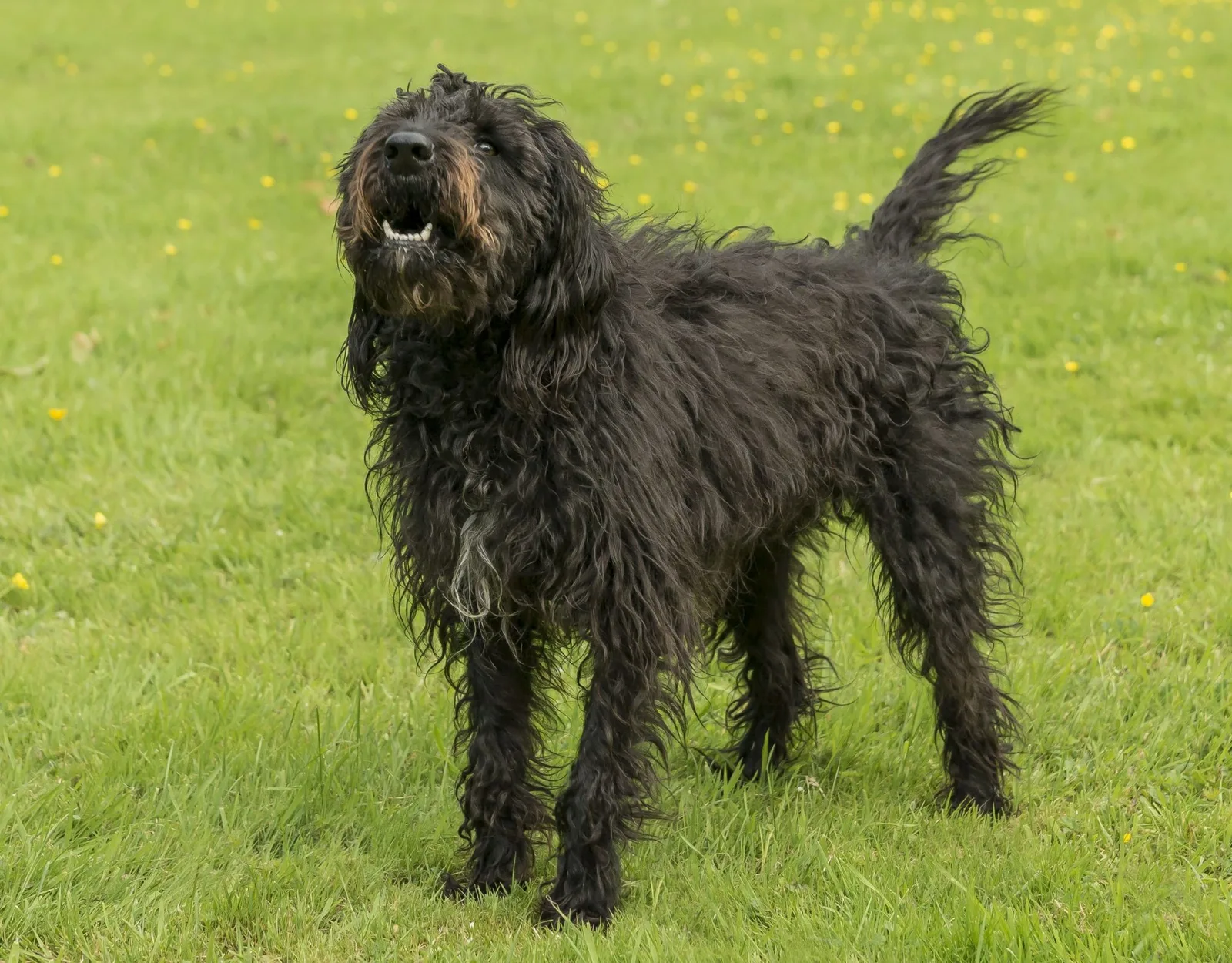 Schwarzer langhaariger Hund bellt unsicher auf grüner Wiese mit gelben Blüten
