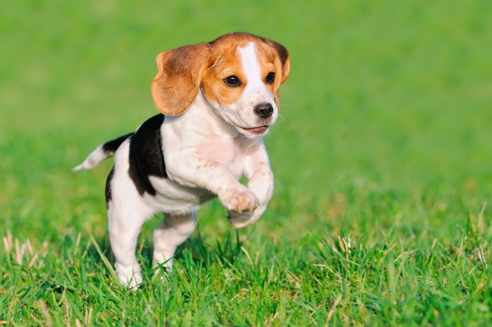Brauner und weißer Beagle-ähnlicher Hund springt laufend über Wiese