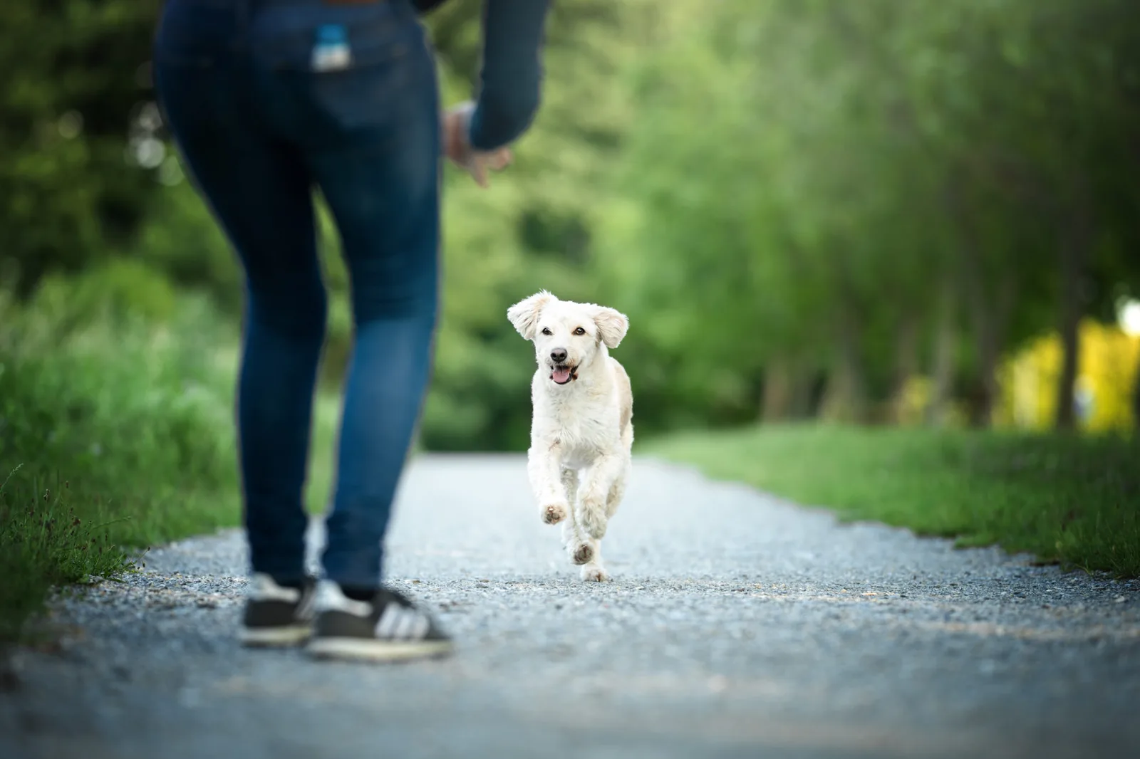 Weißer Hund auf Weg läuft zu Person, Rückruf-Training Szene