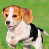 Beagle-ähnlicher Hund mit Halsband, Porträt von vorne