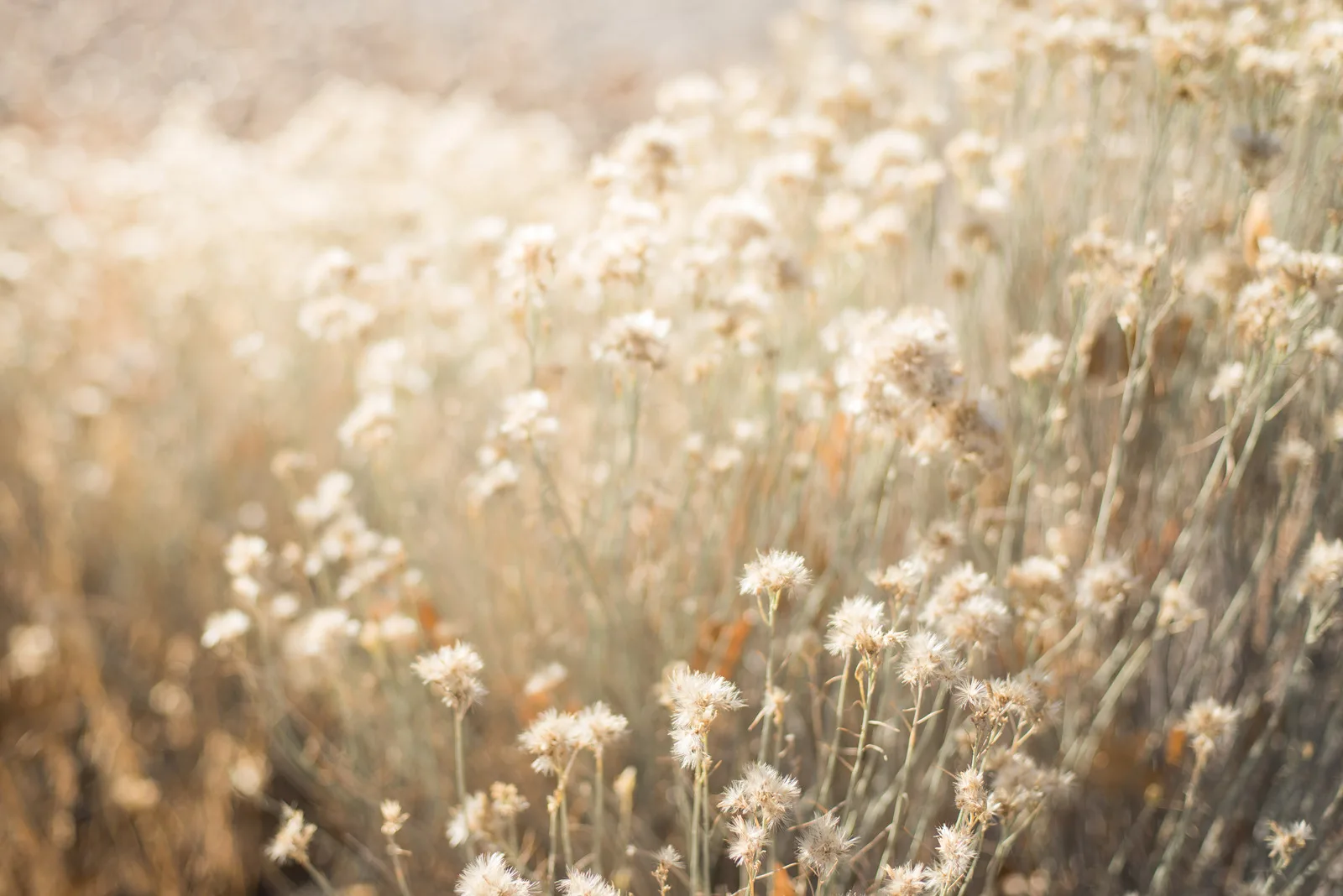 Nahaufnahme eines verwilderten Blütenfelds mit weißen Blüten und grünen Stielen in natürlichem Licht