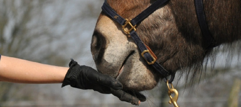 Pferdehaltung als Selbstversorger 5 Nahaufnahme Pferdemaulkorb und Pferdehand mit schwarzem Handschuh