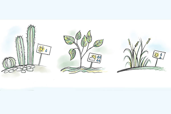 Drei Illustrationen von Pflanzen mit Wachstumspfeilen und Zahlenetikett: Kaktus, junger Strauch, Schilfpflanzen