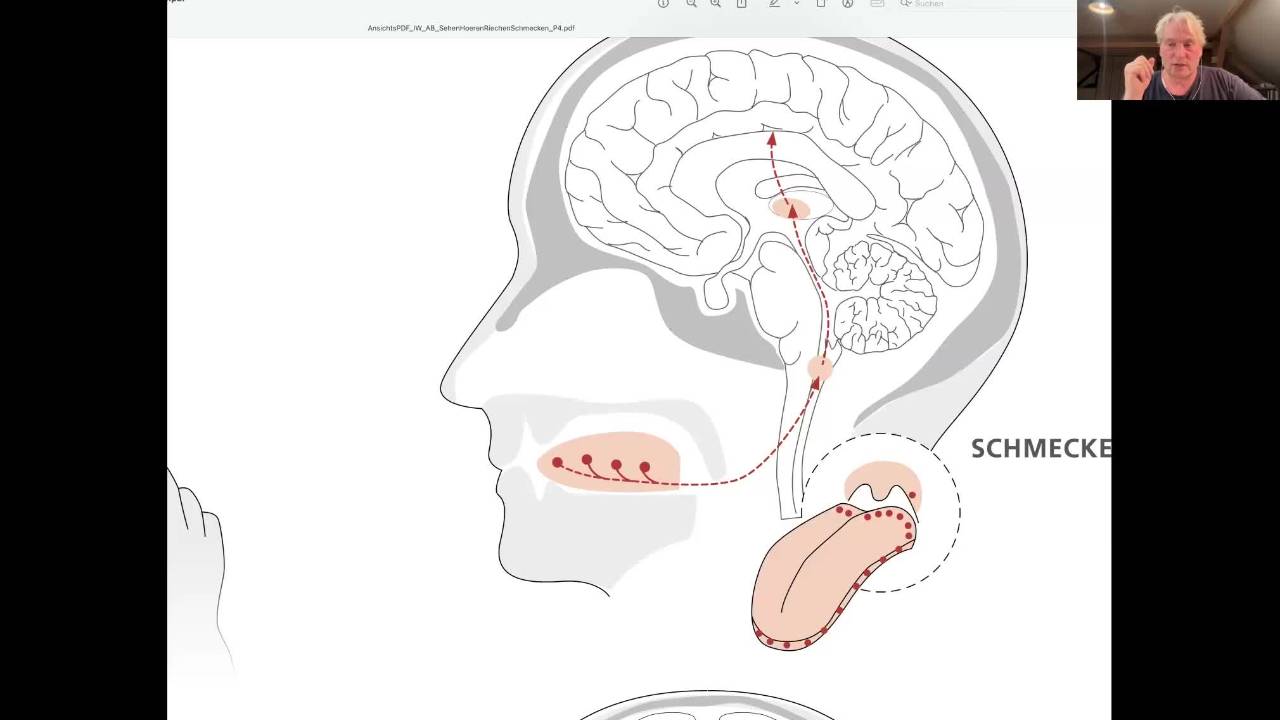 Screenshot mit anatomischer Gehirn-Zeichnung und Verdauungsorgan-Illustration, Videoframe mit Person