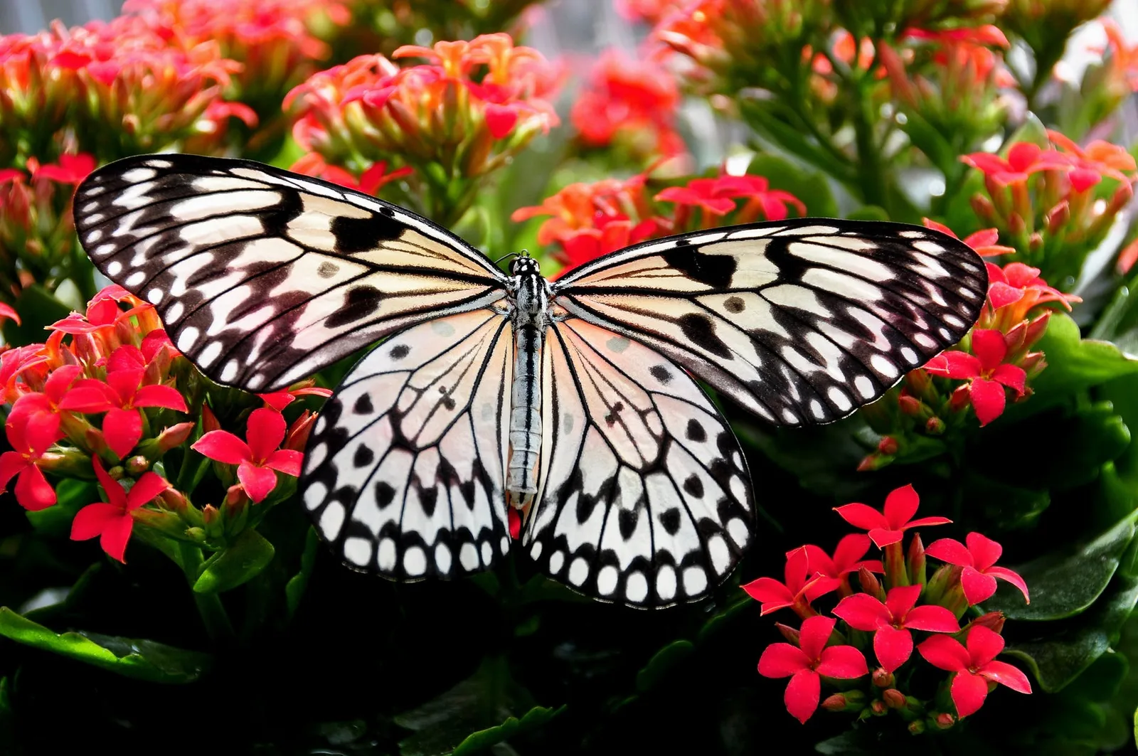 Schwarz-weiß Schmetterling mit komplexen Flügelmustern auf roten Blüten, Referenzmaterial