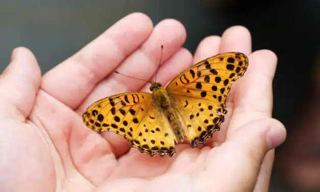 Orange-gelber Schmetterling mit schwarzen Punkten in einer Hand, Symbol für Transformation und Wandel