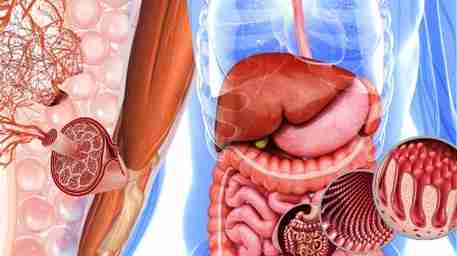Medizinische Anatomie-Illustration von Organen und Geweben im menschlichen Körper